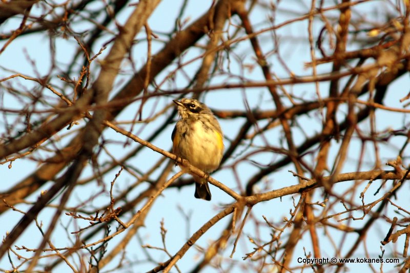 Yellow-rumped Warbler